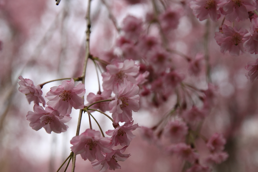 しだれ桜