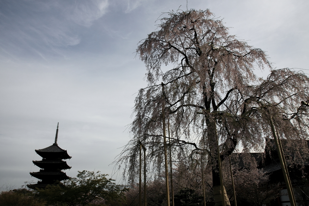 東寺　しだれ桜