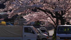桜の