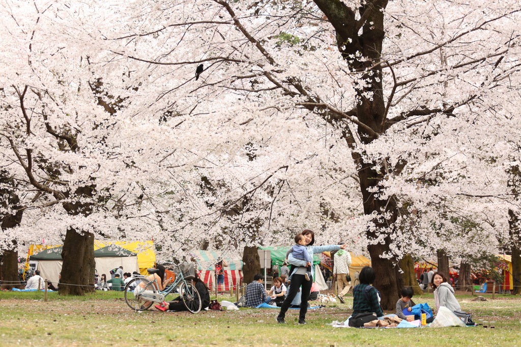 桜の樹の下で