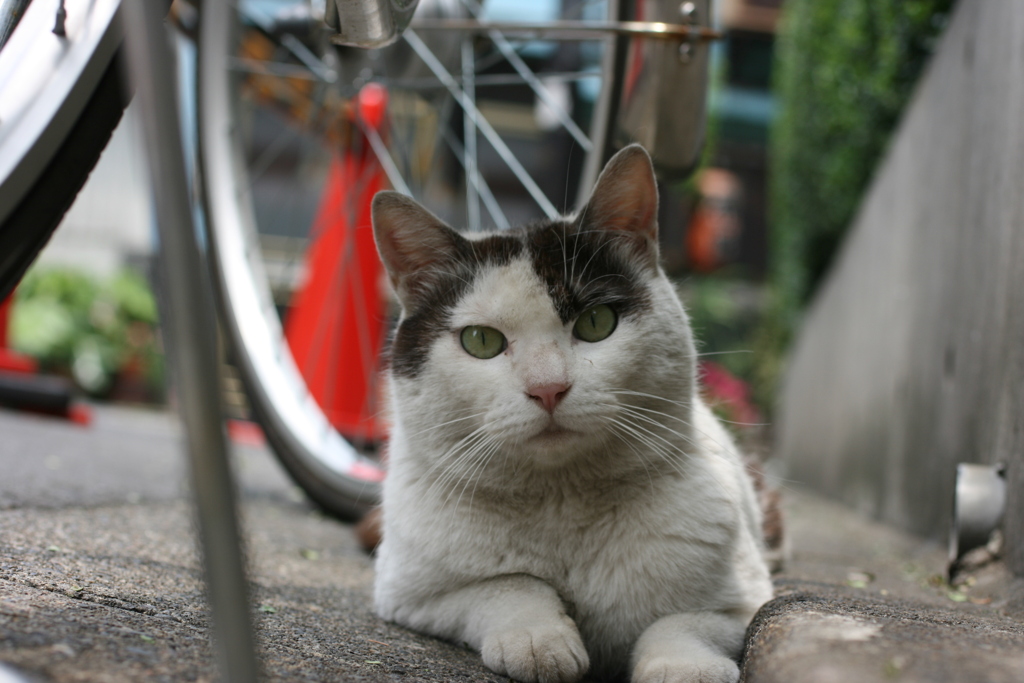 アップ猫