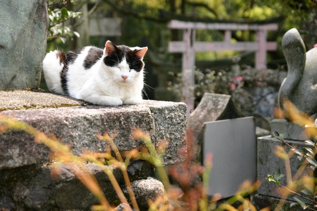 ぬこにゃん