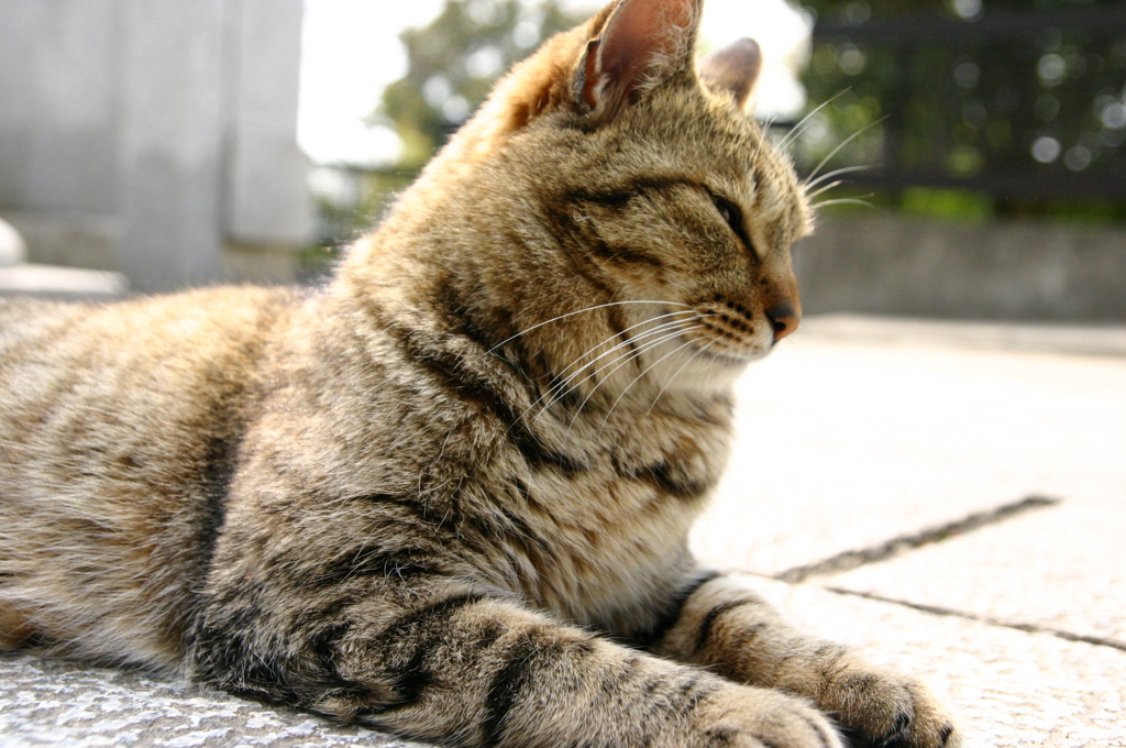 ひるねにゃん