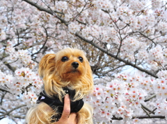 一本・・・