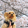 一本・・・