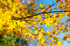 The colored leaves of autumn #8