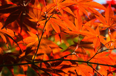 The colored leaves of autumn #9