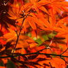 The colored leaves of autumn #9