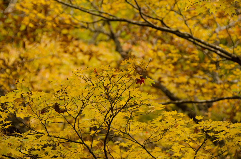 The colored leaves of autumn #5
