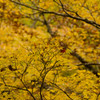 The colored leaves of autumn #5