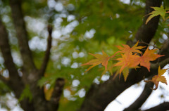 The colored leaves of autumn #1
