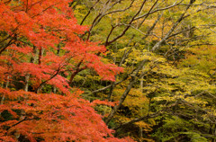 The colored leaves of autumn #6