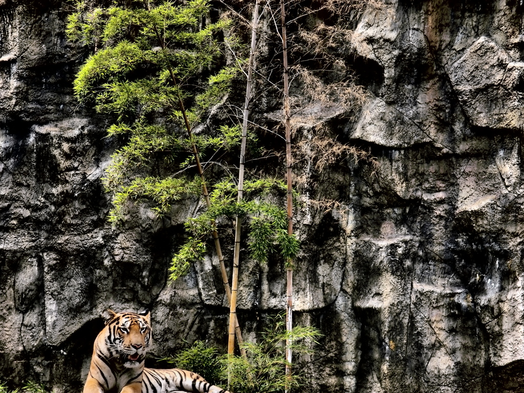 Tora