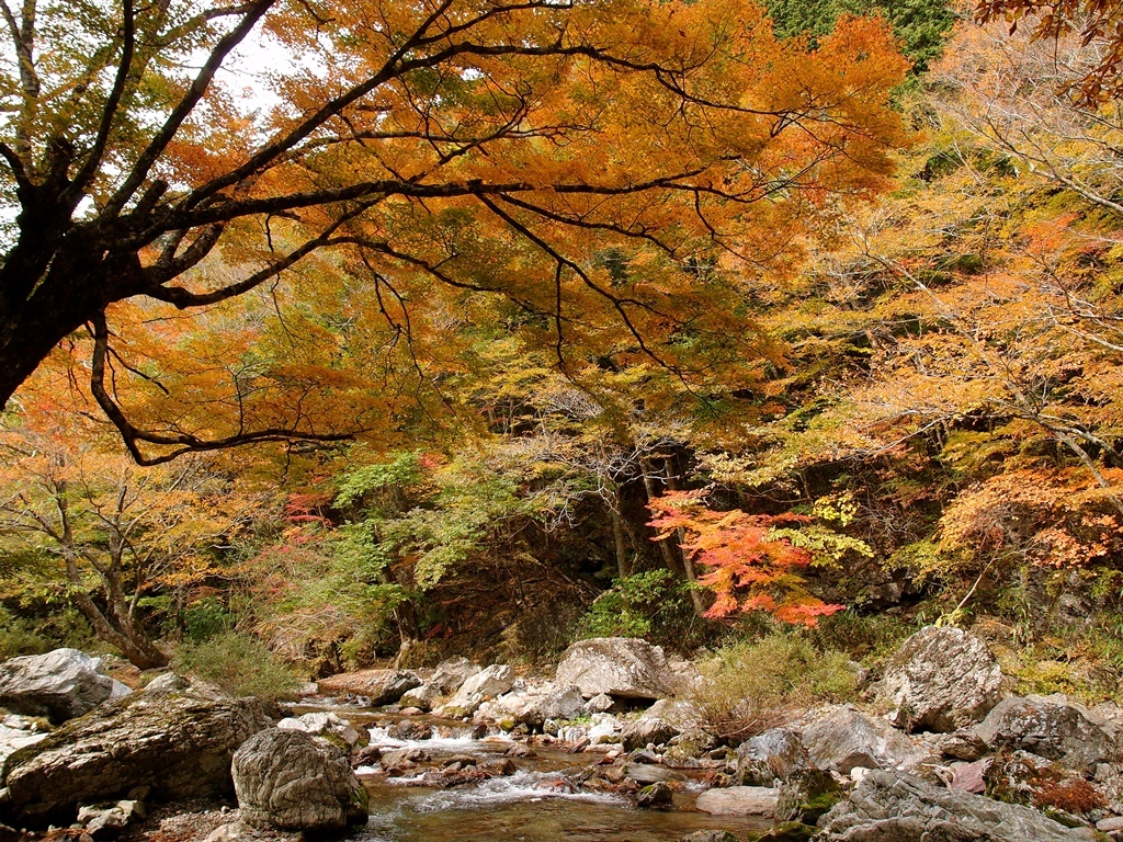 The colored leaves of autumn #7