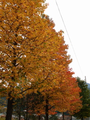 The colored leaves of autumn #3