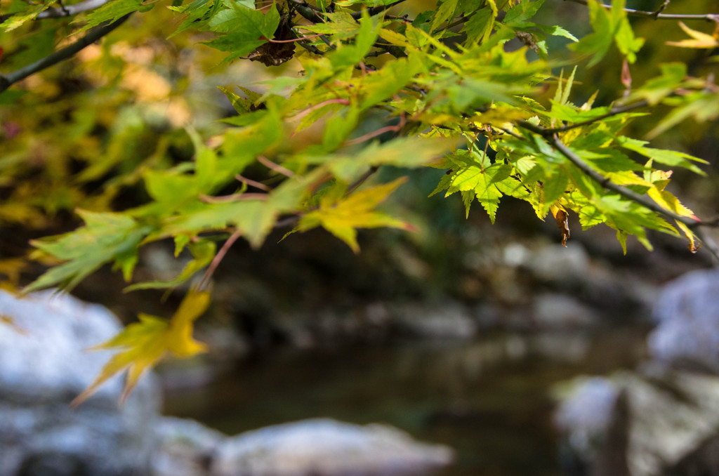The colored leaves of autumn #2