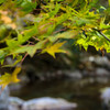 The colored leaves of autumn #2