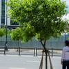 At a corner of Asia #13