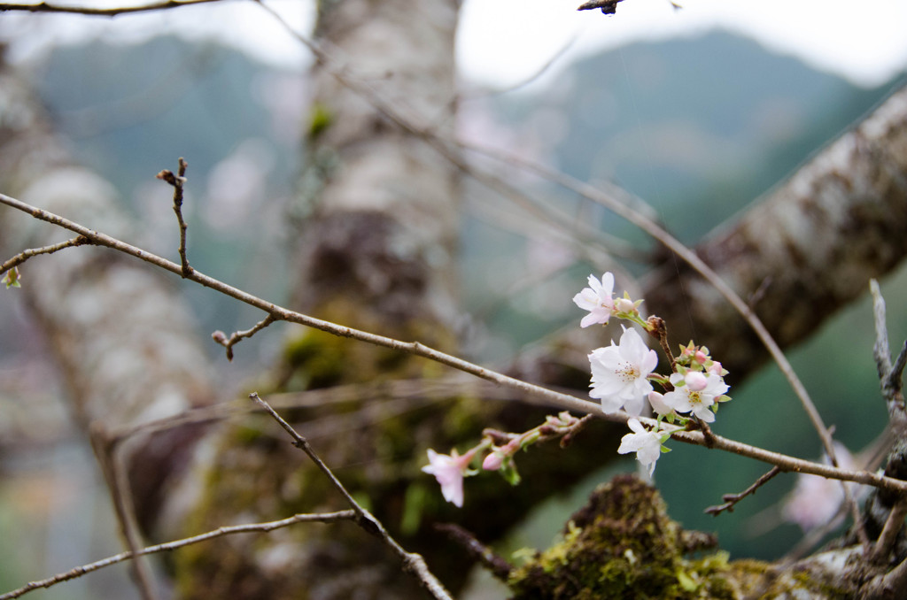 冬桜？