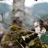 冬桜？