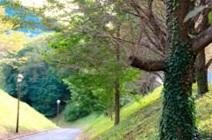 散歩道