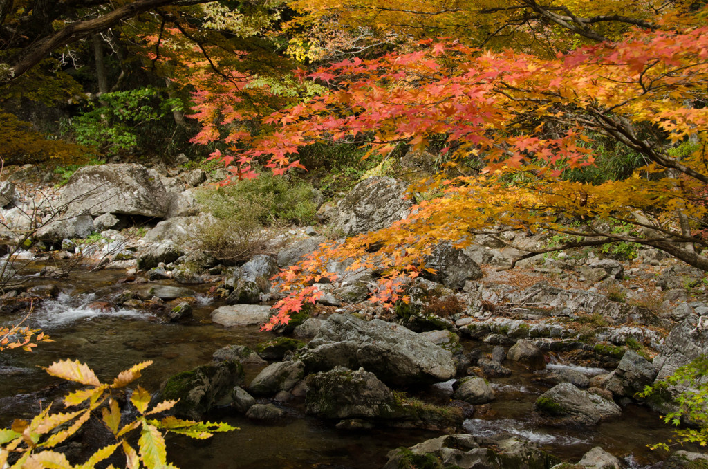 The colored leaves of autumn #4