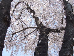 120407千葉公園竹田