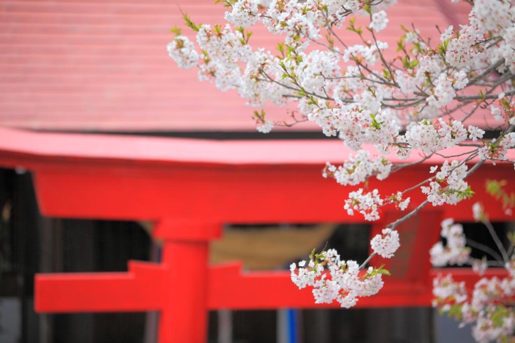 朱と桜