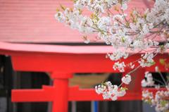 朱と桜