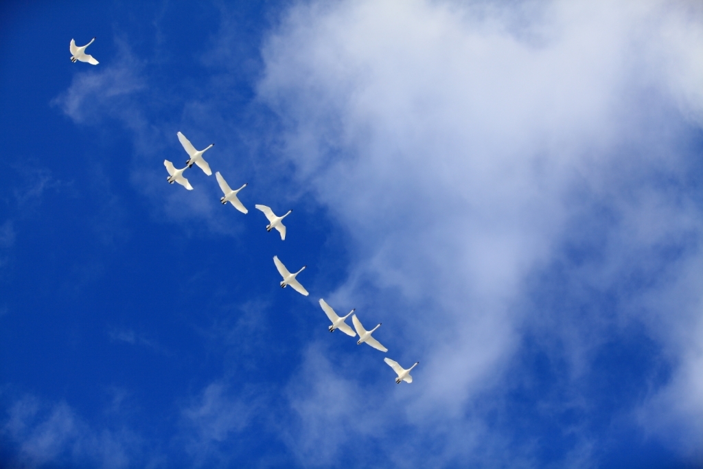 FORMATION FLIGHT