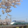 サクラとツバサ