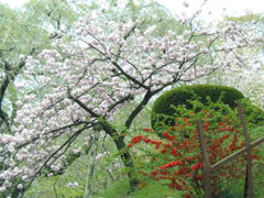 桜