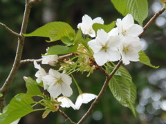 冬桜