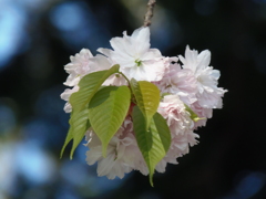 しおがま桜