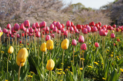 手宮公園のチューリップ