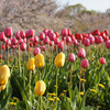 手宮公園のチューリップ