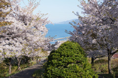 海を望む桜の花