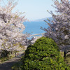 海を望む桜の花
