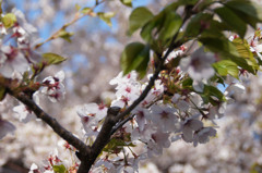 手宮公園の桜