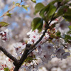 手宮公園の桜