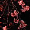 夕日ヶ桜