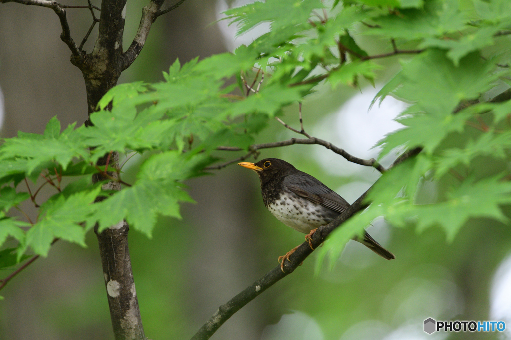 暗い森のクロツグミ