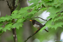 暗い森のクロツグミ