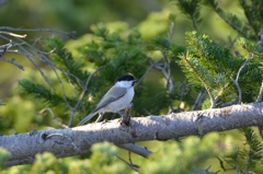留鳥順調