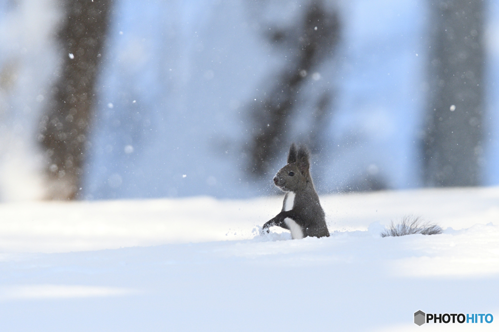 粉雪エゾリス