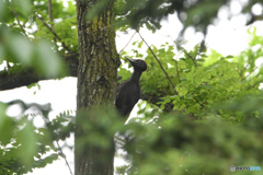 平和鳥