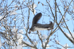 I can fly！