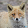 近寄ってきてちょっとコン惑　キタキツネ