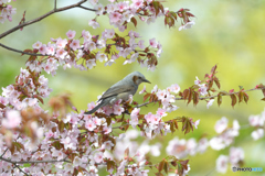 桜とヒヨドリ