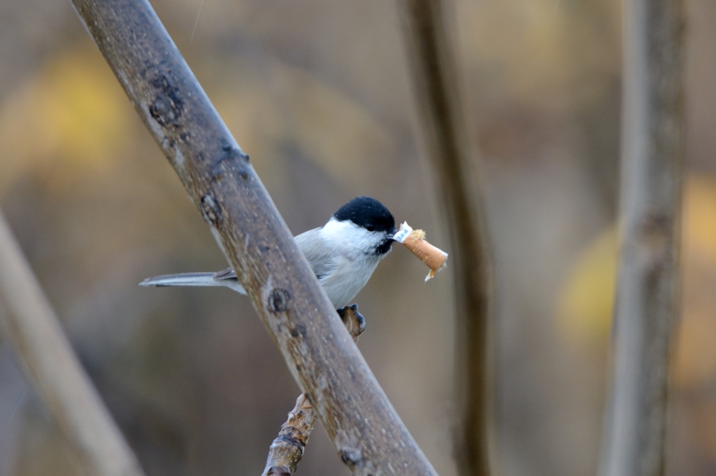 ポイしちゃダメよ　ハシブトガラ